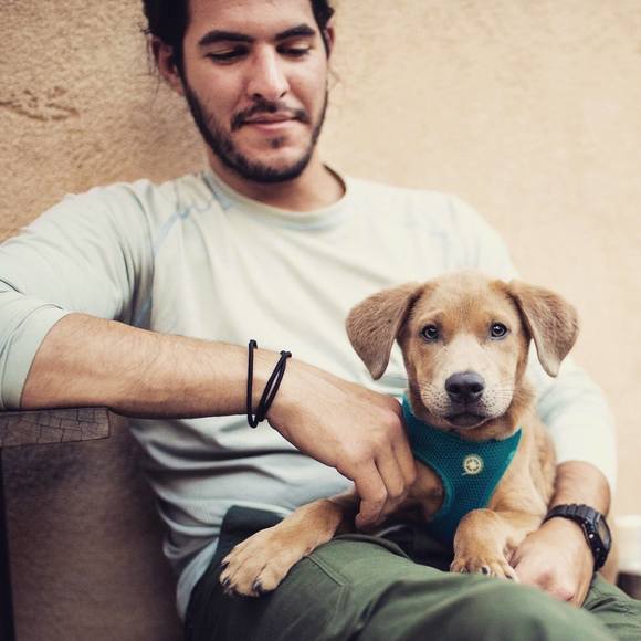 Meet your Posher, Henry - Picture 1 of 1